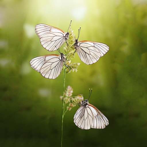 Hd-146129-ascw146129