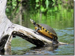 Turtle on a log