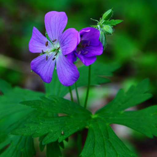 Hd-151589-ascw151589