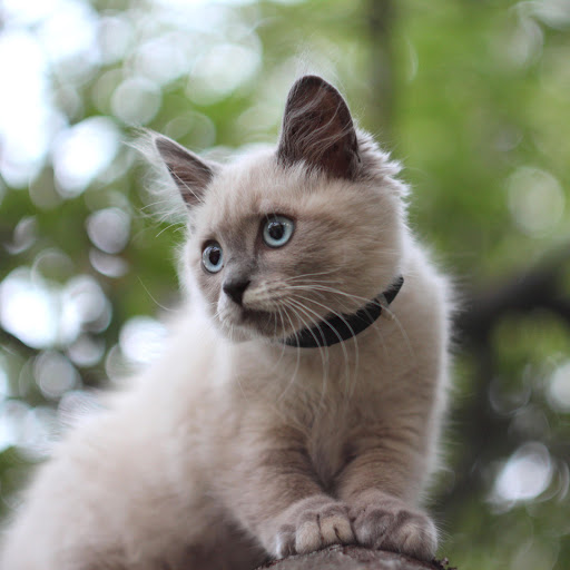 Hd-157575-ascw157575