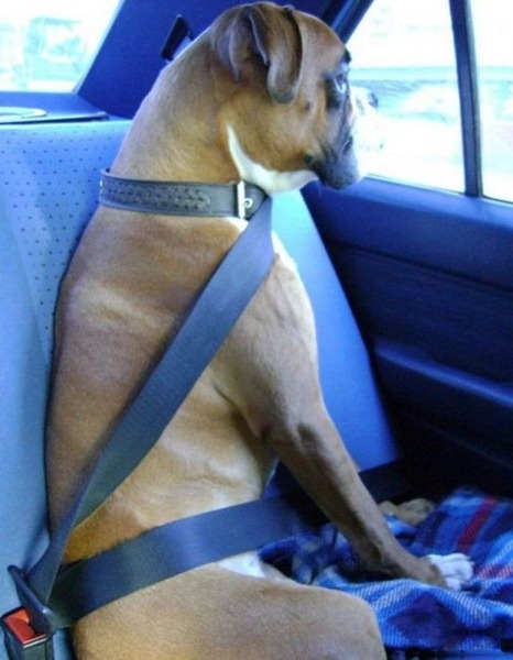 [dogs_021%255B2%255D.jpg]