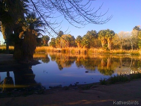 1. Agua Caliente Park pond-kab