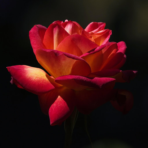 Hd-151291-ascw151291