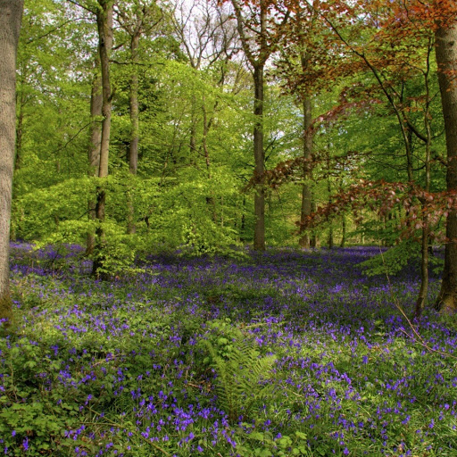 Hd-132295-ascw132295