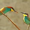 Bee-eater, European Bee-eater