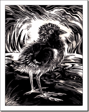 coot-chick--bg coot-chick--bg
