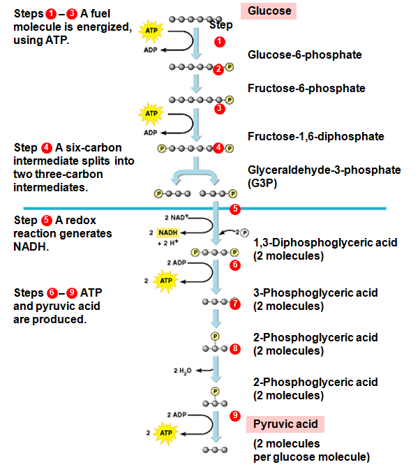Steps involved in glycolysis