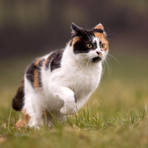 Hd-176801-ascw176801