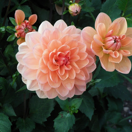 Hd-186093-ascw186093