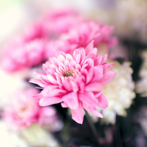 Hd-186131-ascw186131