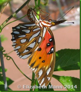 Gulf Fritillary laying eggs for book