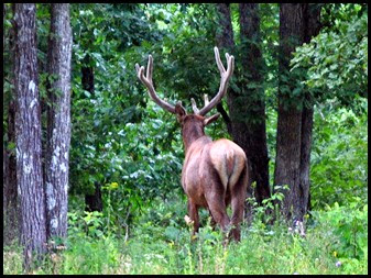 06c - Elk Standing