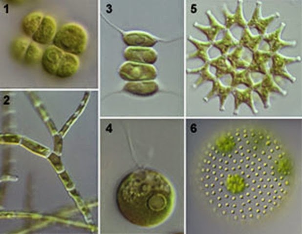 Chlorophyceae