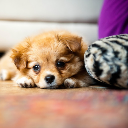 Hd-162425-ascw162425