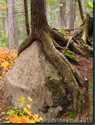 roots on rocks1018