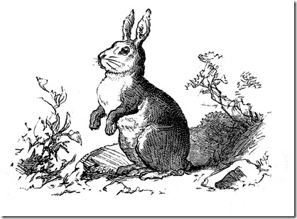 bunny vintage image graphicsfairy003b
