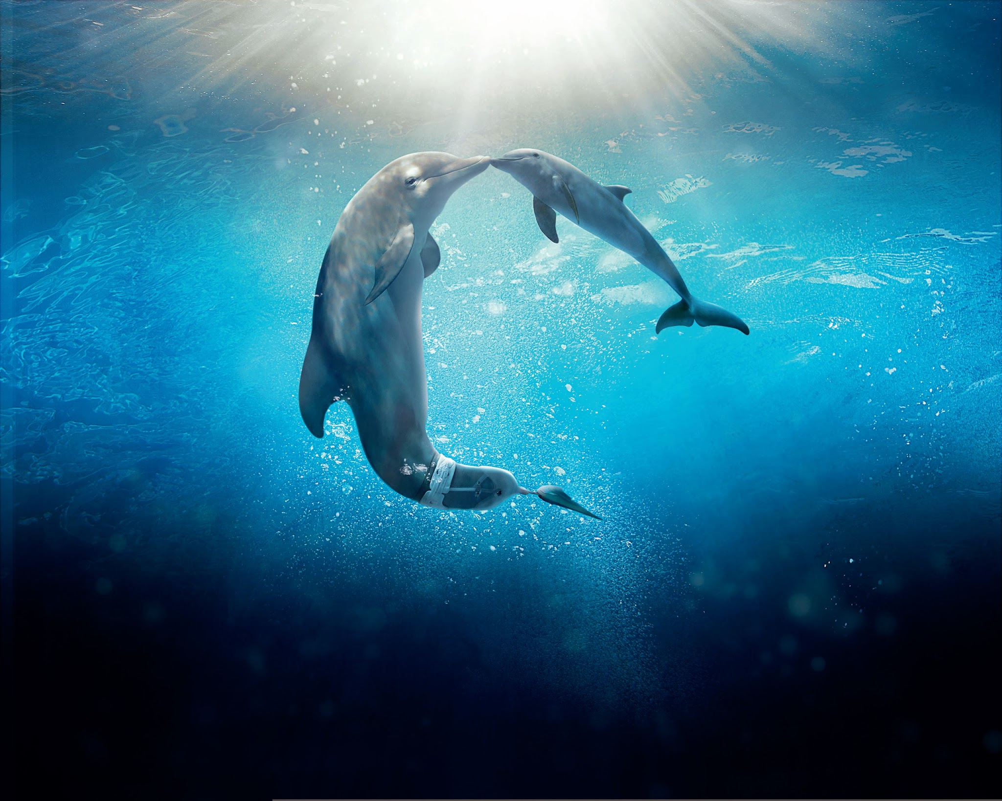 Дельфин издает звуки. Дельфины. Дельфины в море. Подводный мир дельфины. Мир океана, дельфины.
