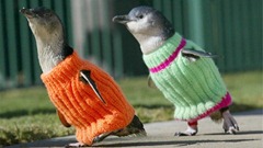 penguin_sweaters
