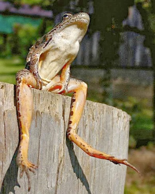 [animalessentadoscomopersonascosasdiv%255B44%255D.jpg]
