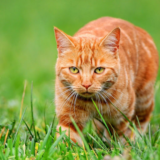 Hd-149984-ascw149984