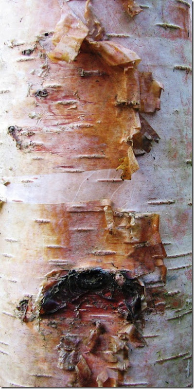 20130214 Metre birch bark