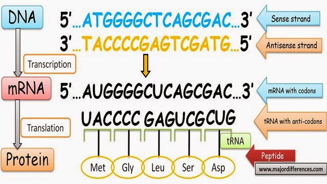 Difference between sense strand and antisense strand of DNA