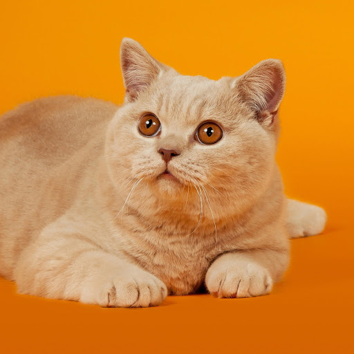 Hd-181605-ascw181605