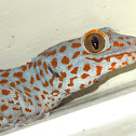 Tokay Gecko