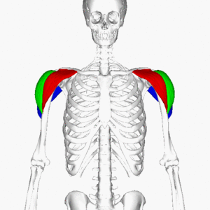 300px-Deltoid_muscle_animation4