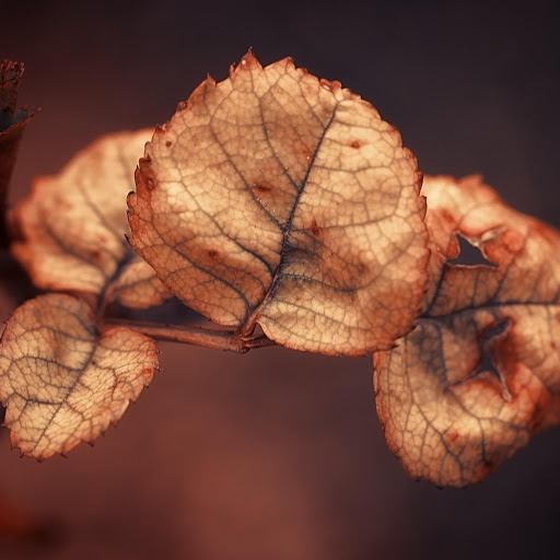 Hd-163635-ascw163635