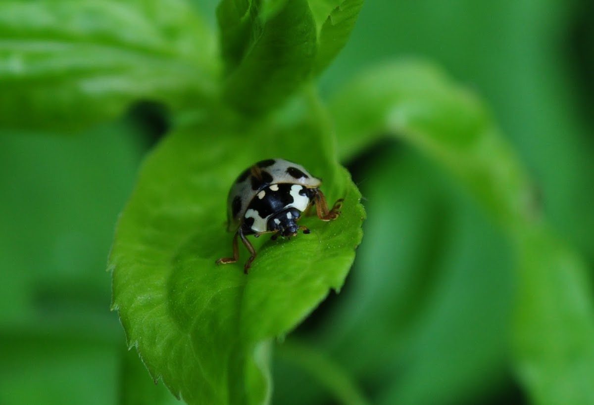 Ash Gray ladybug