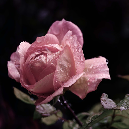 Hd-161948-ascw161948