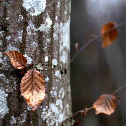 Hd-155189-ascw155189