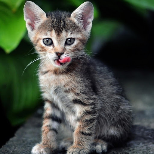 Hd-178205-ascw178205