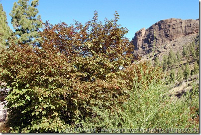 6208 Montaña Alsandara(Ciruelo) 6208 Montaña Alsandara(Ciruelo)