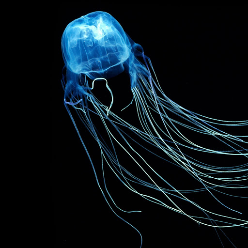 Hd-184958-ascw184958