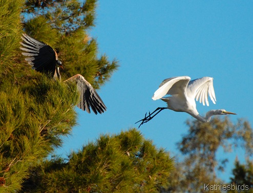 7. heron chasing egret-kab