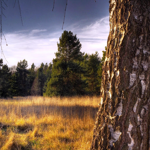 Hd-161785-ascw161785