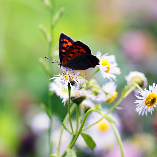 Hd-142144-ascw142144