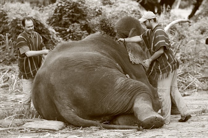 Imagini Thailanda: curatarea de praf a elefantilor, Patara, Thailanda