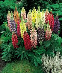 [Lupins%255B4%255D.png]