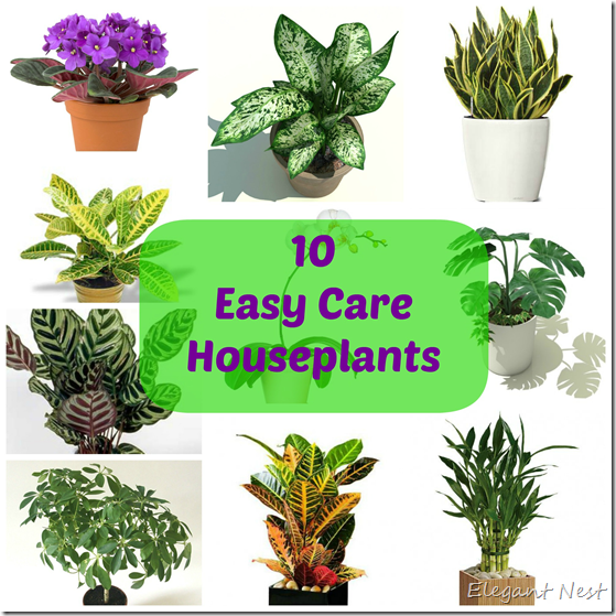 Elegant Nest: 10 Easy Care Houseplants…