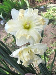 daffodil frilled 3