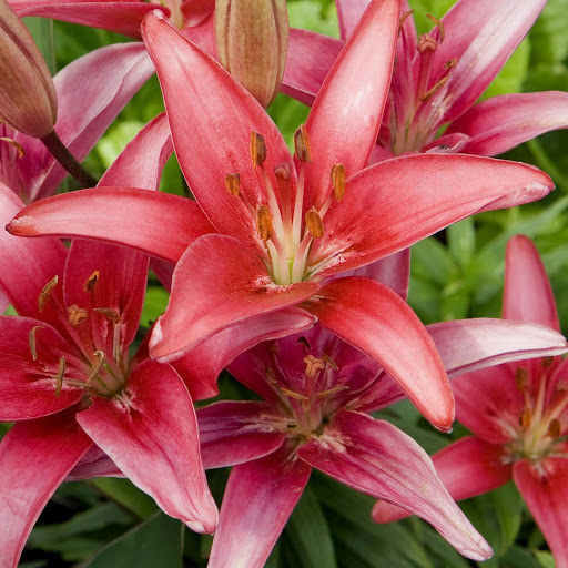 Hd-146712-ascw146712