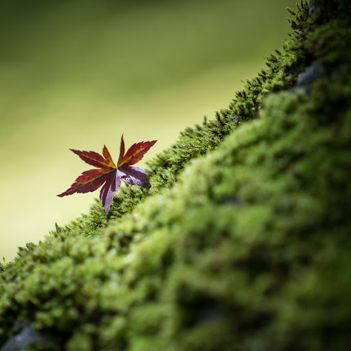 Hd-167021-ascw167021