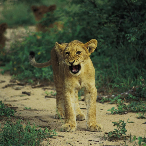 Hd-131951-ascw131951