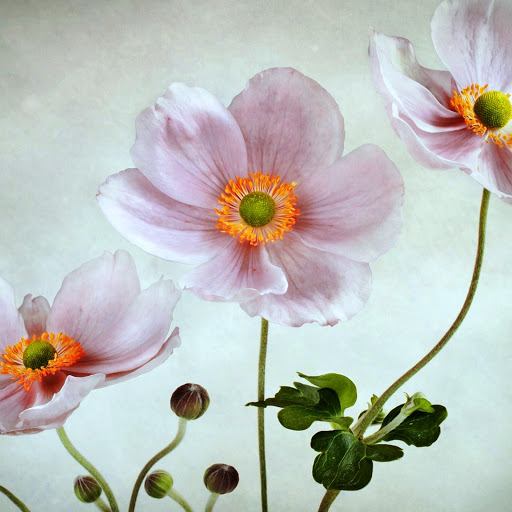 Hd-164414-ascw164414