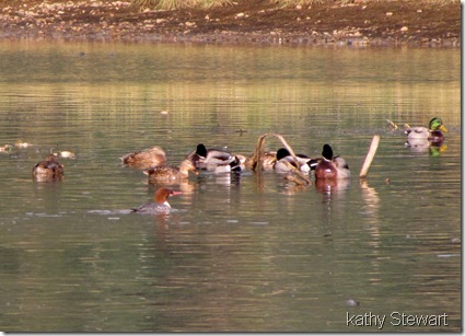 Mallard and a Com. Merganser