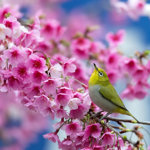 Hd-178514-ascw178514