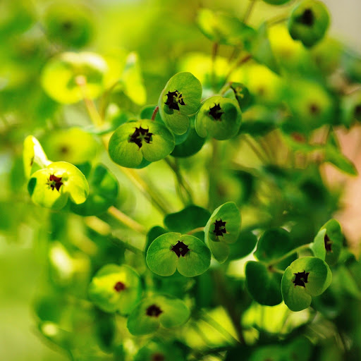 Hd-147483-ascw147483